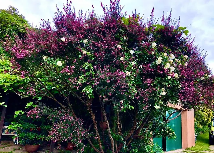 Villa Mare Con Piscina Vesima